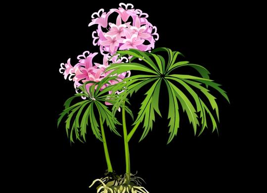 花卉植物兔儿伞矢量flash动画短片素材