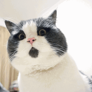 壁纸动物猫猫咪小猫桌面300_300gif动态图动图
