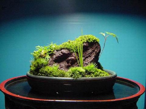 特色创业苔藓盆景创意工作室