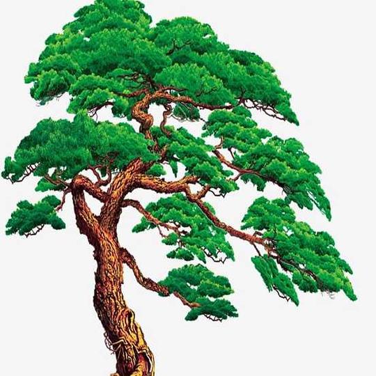 松树绿色迎客松植物此素材是90设计网官方设计出品