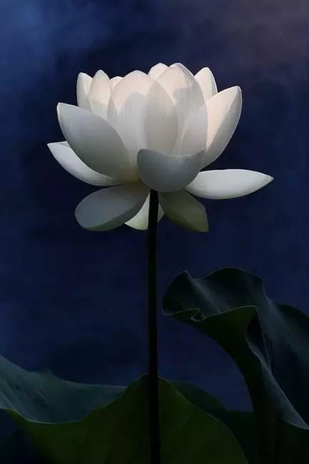 菩提本无树之涵义