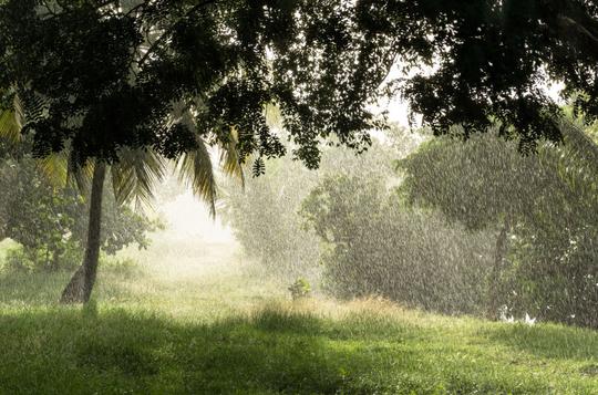 下雨的热带雨林图片_雨落入湖水中素材_高清