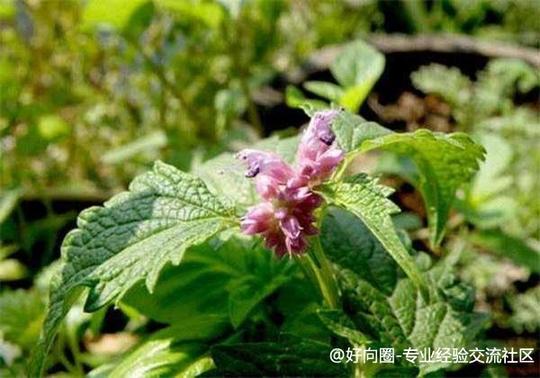 关于广藿香的种植治理，这些技能你晓得吗?快来进修一下-1.jpg
