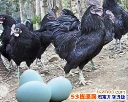 2017养殖什么不愁销路?最赚钱风险小的农村养殖项目