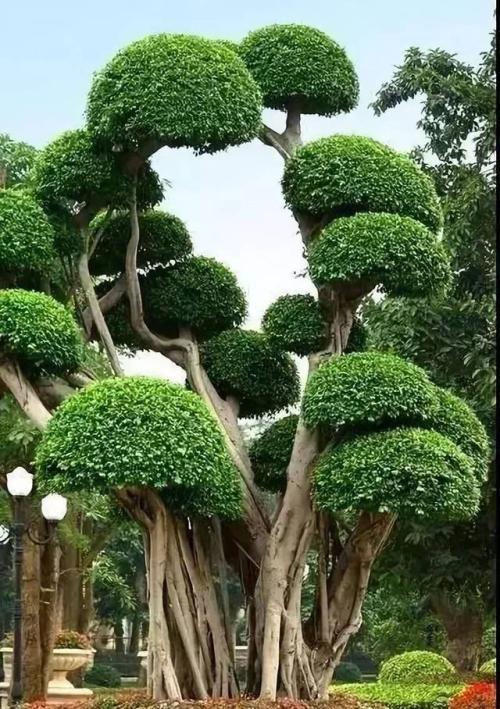 壁纸盆景盆栽树植物500_709竖版竖屏手机