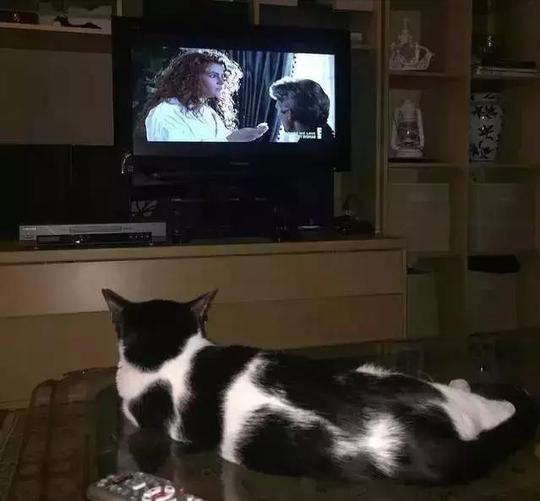 晚上看电视奶牛猫一旁翻箱倒柜地搜寻,最后如愿吃鸡