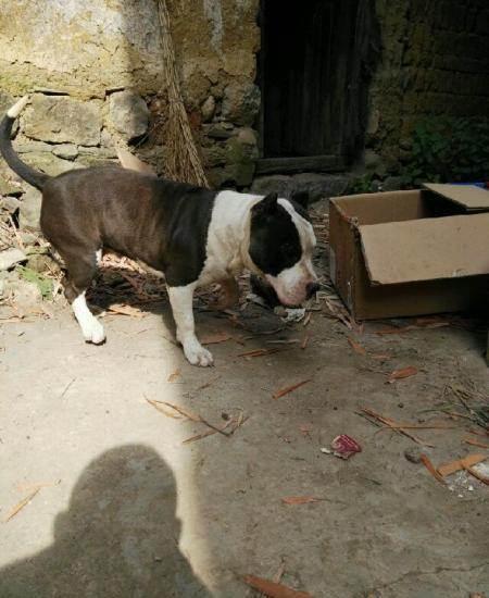 美国小镇选斗牛犬做镇