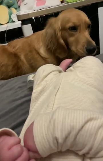 舔宝宝的jio甜咪咪的表情包