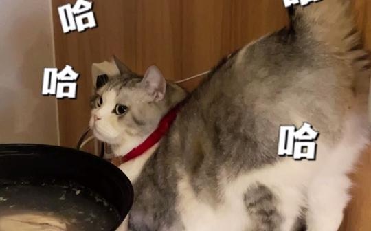 小猫咪为了吃的!居然色诱主人??