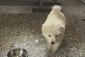 萨摩耶和大白熊犬有什么区别 友邦知识网