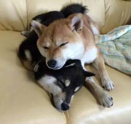 单身狗铲屎官每天面对这2只柴犬,整天都在被虐