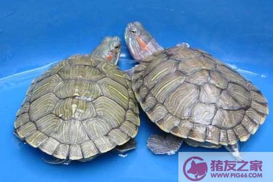 首页致富网站农村创业>正文陆龟:陆龟是杂食偏素性动物,可以给