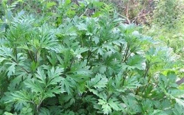 宝宝感冒可以泡脚吗?