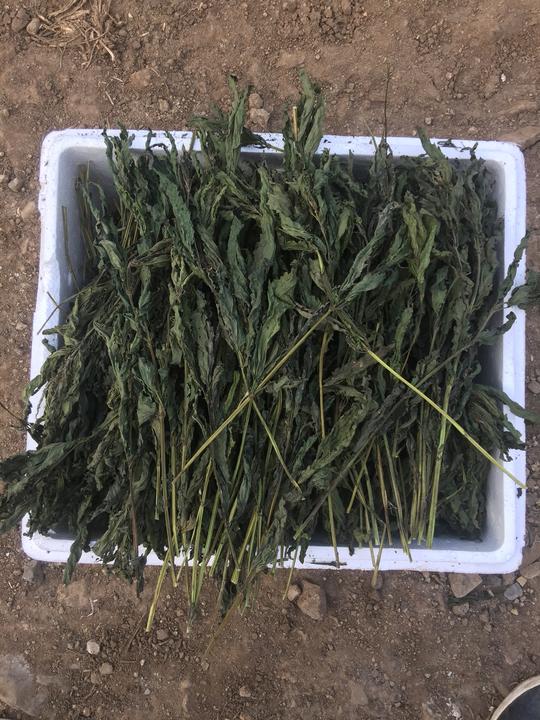 东北纯野生纯天然蛰麻子哈拉海荨麻绝无添加剂咬人草500克