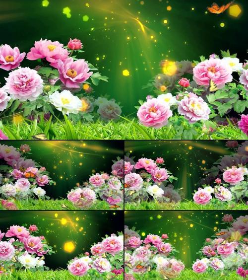 唯美梦幻牡丹花视频-动态|特效|背景视频素材-视