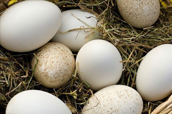 鹅蛋的营养价值有多高？孕妇吃鹅蛋究竟能不能去胎毒
