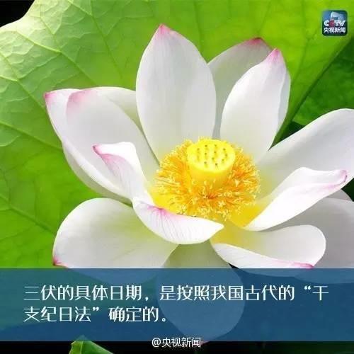 三伏天生宝宝要注意什么