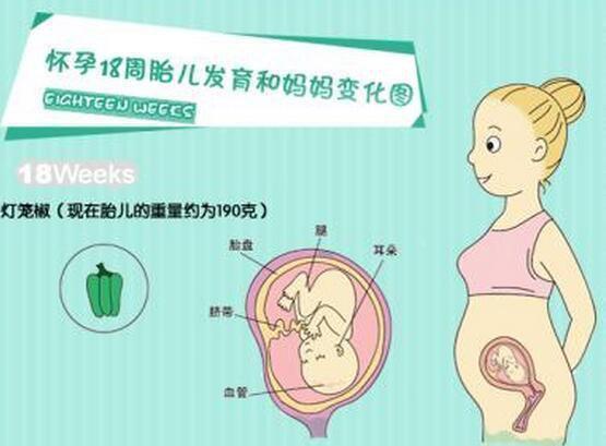 孕肚越大说明胎儿发育的越好？看完这篇，你就知道了