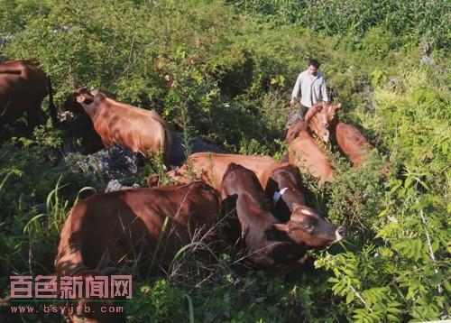 隆林隆或乡两青年山里养牛创业天地宽-百色新