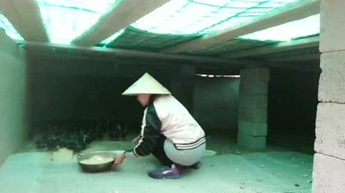 80后农村姑娘，隐居深山，创业养殖，过着休闲的生活!