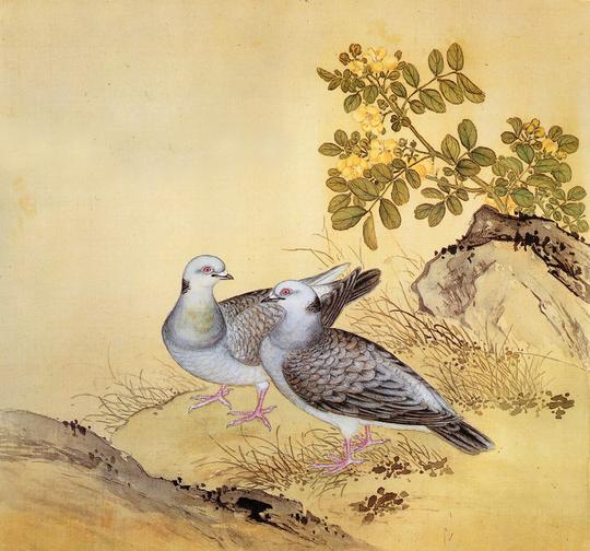 故宫鸟谱027灰色洋鸽仿古画复制名人字画名家书画29x32花鸟画小品