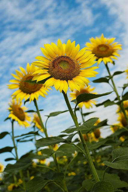 向日葵总是向着太阳吗