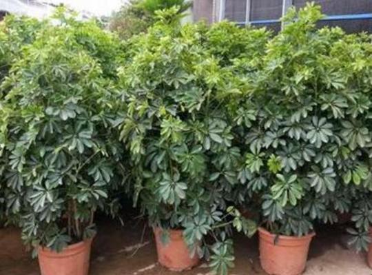 农村门前适合种什么植物