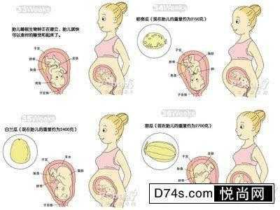 5个月胎动有什么特点