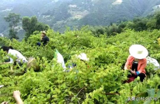 农村创业干啥好?这12个种植、养殖和加工项目，投资小挣钱快