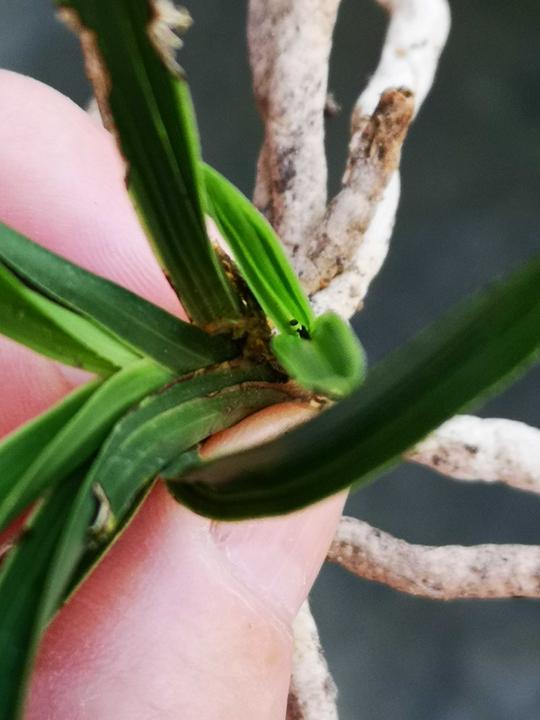 一物一拍实物兰花苗兰草蕙兰惠兰龙根苗水晶艺草叶艺兰未见花