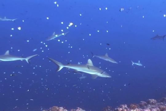 海洋生物模板下载视频音效素材免费下载(图片编号:)-