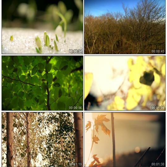 大自然季节变换春夏秋冬四季景色森林植物生长实拍视频素材