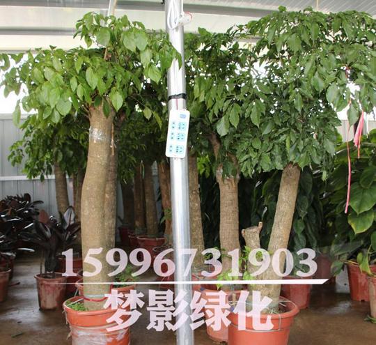 批发幸福树平安树室内大型植物盆景观叶盆栽净化空气吸甲醛