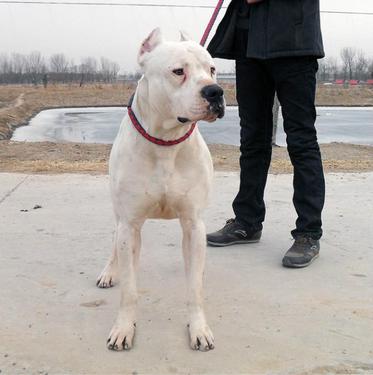 附近大型犬養殖場全國正規肉狗養殖場有多少家