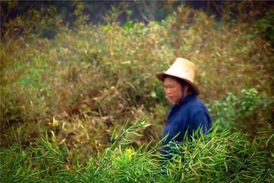 农村娃都上大学,打工比种地赚钱,以后农村的地谁来种?