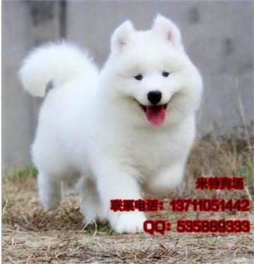 广州市可以养什么狗
