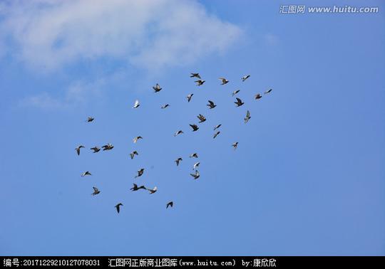 鸟类小鸟白鸽蓝天白云下的鸽子自由自在鸽子摄影鸽子素材飞翔