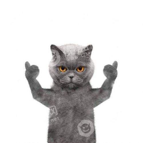 抖音猫图背景图_抖音英短蓝猫竖大拇指点赞手势背景原图下载