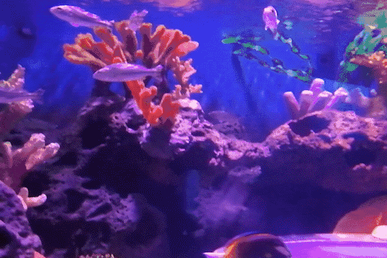 壁纸海底海底世界海洋馆水族馆550_367gif动态图动图