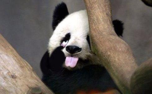 萌吐奶!2017最搞笑熊猫视频集锦