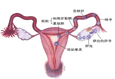 闭经还会有排卵期吗