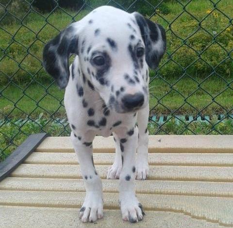 出售活体纯种斑点狗幼犬大麦町犬家庭犬中型犬斑点幼犬宠物狗狗