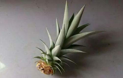 1,买个大菠萝回家,先把菠萝顶花切下来,底部的组织要尽量留多一点.
