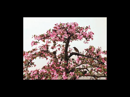 画中画