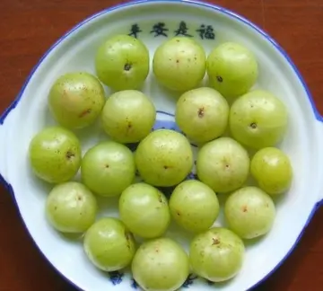 油柑酒有什么功效作用(油柑酒的正宗做法) 油柑酒有什么功效作用(油柑酒的正宗做法)