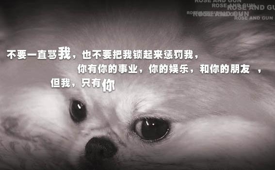 关于狗的经典句子短句可爱狗狗的10条短句