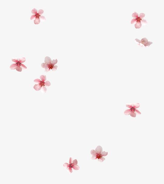 漂浮元素花瓣>樱花飘落唯美装饰收藏[声明]觅元素所有素材为用