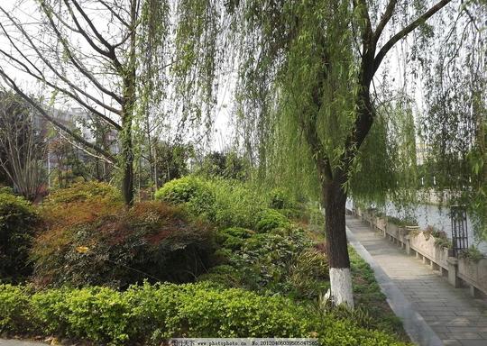 桥边的风景柳树蓝天杨柳河德通桥枫树绿叶环保绿化