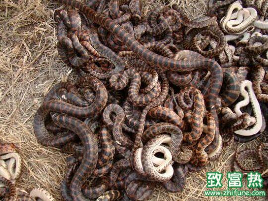 罗采亭的养殖场发生了一件极其危险的事,罗采亭给五步蛇取毒的时候
