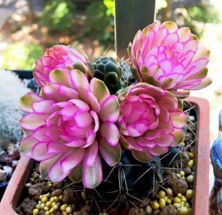 几种“多肉花”，看着不起眼，开花却很美，养一盆，放哪都好看